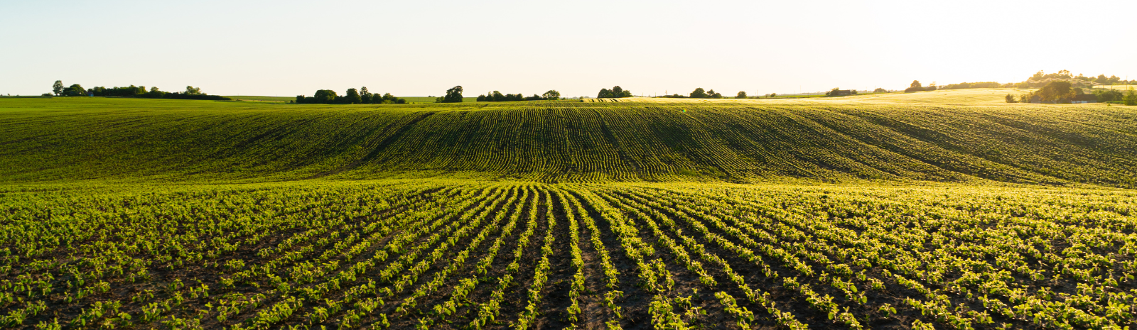 Agricultural Green Field